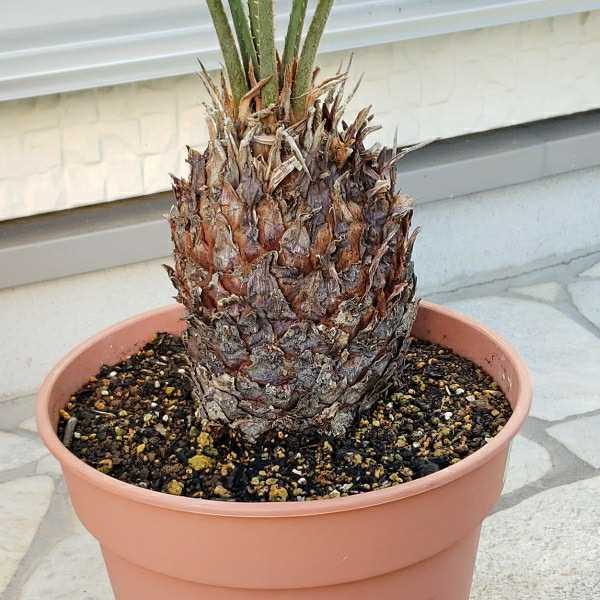 ②大型ソテツ 植木 庭園観賞用 ガーデニング 常緑樹 ソテツ