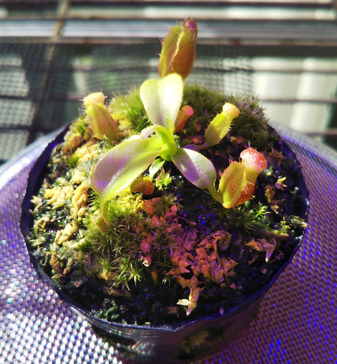 N. villosa Tambuyukon x lowii Nepenthes ウツボカズラ 食虫植物