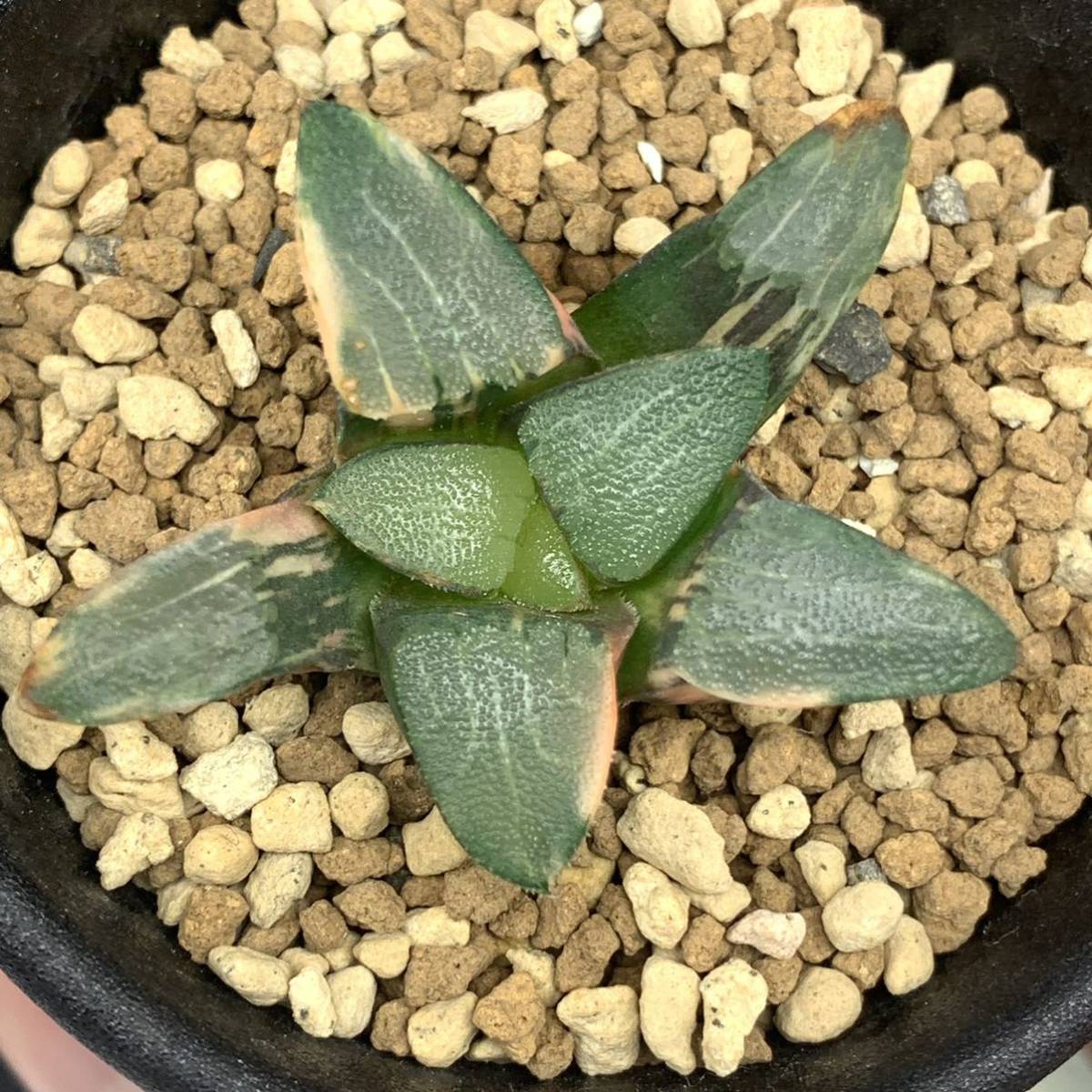 91e 多肉植物 ハオルチア ゼウスコレクタ錦 自家繁殖 鉢植え発送
