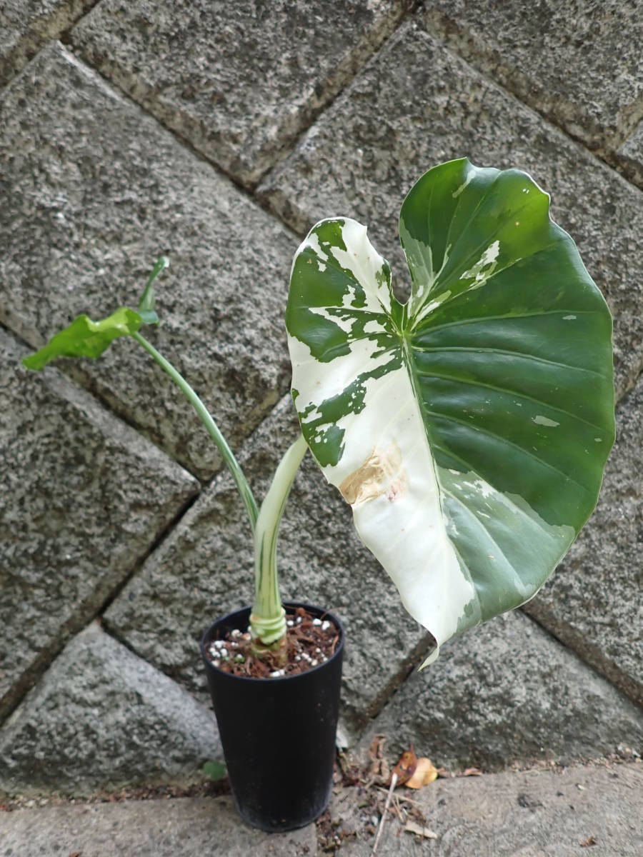 アロカシア オドラ 斑入り 観葉植物 アロカシア オドラ 斑入り 観葉
