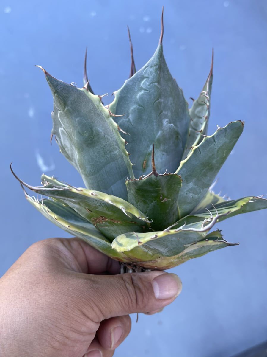 多肉植物 アガベ レア品種！！アガベ オバティサナ・シースター錦超