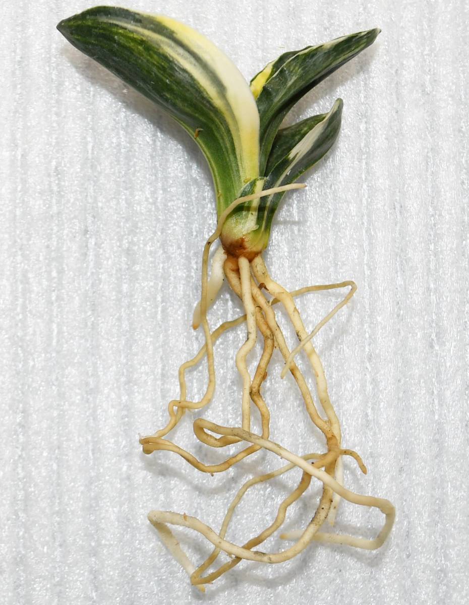 蘭遊園 万年青 羅紗実生 おもと 春蘭 寒蘭 中国蘭 山野草 盆栽 観葉植物 富貴蘭 鉢植え 売買されたオークション情報 Yahooの商品情報をアーカイブ公開 オークファン Aucfan Com