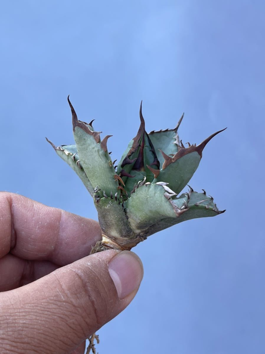  多肉植物 特選 アガベ チタノタ姫厳竜強棘小株C(アガベ)｜売買されたオークション情報、yahooの商品情報をアーカイブ公開 - オークファン アガベ