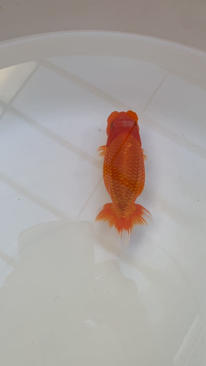 オールド】らんちゅう当歳 約14.0cm (C) 古川裕昭 自家産魚 【公式通販】