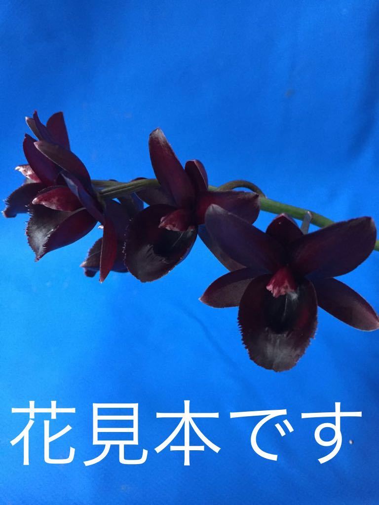 1203 タケノコ蘭 カタセタム 洋ラン 交配種 SVO ブラック パール Fdk