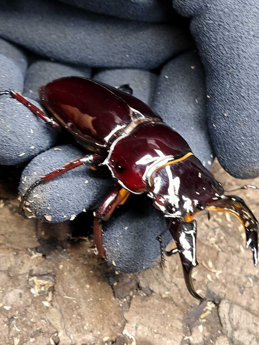 赤眼赤レギウス成虫ペア ♂72ミリ♀43ミリ レギウスオオツヤクワガタ