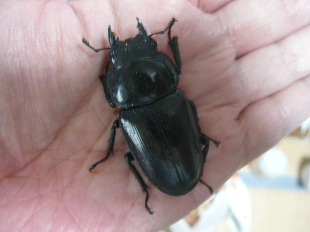 即ブリ？　能勢YG血統♀55.2mm［88.5mmB同腹］　訳アリ_1