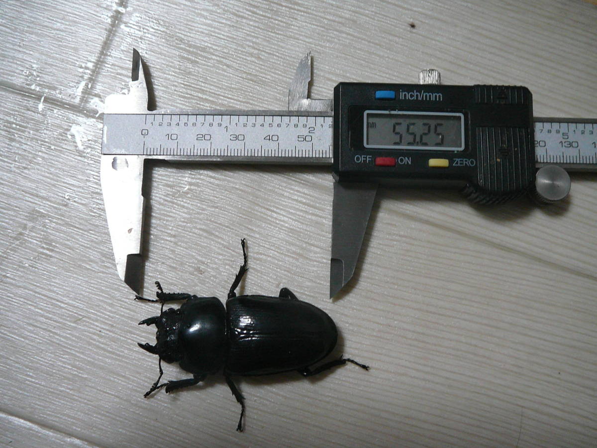 即ブリ？　能勢YG血統♀55.2mm［88.5mmB同腹］　訳アリ_2