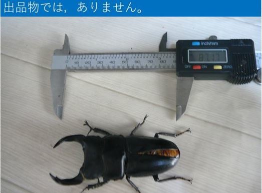 即ブリ？　能勢YG血統♀55.2mm［88.5mmB同腹］　訳アリ_3