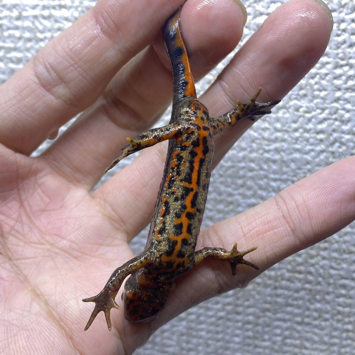 大阪産 天然 アカハライモリ 極美レアカラー 金粉 2ペア イモリ サラマンダー 売買されたオークション情報 Yahooの商品情報をアーカイブ公開 オークファン Aucfan Com