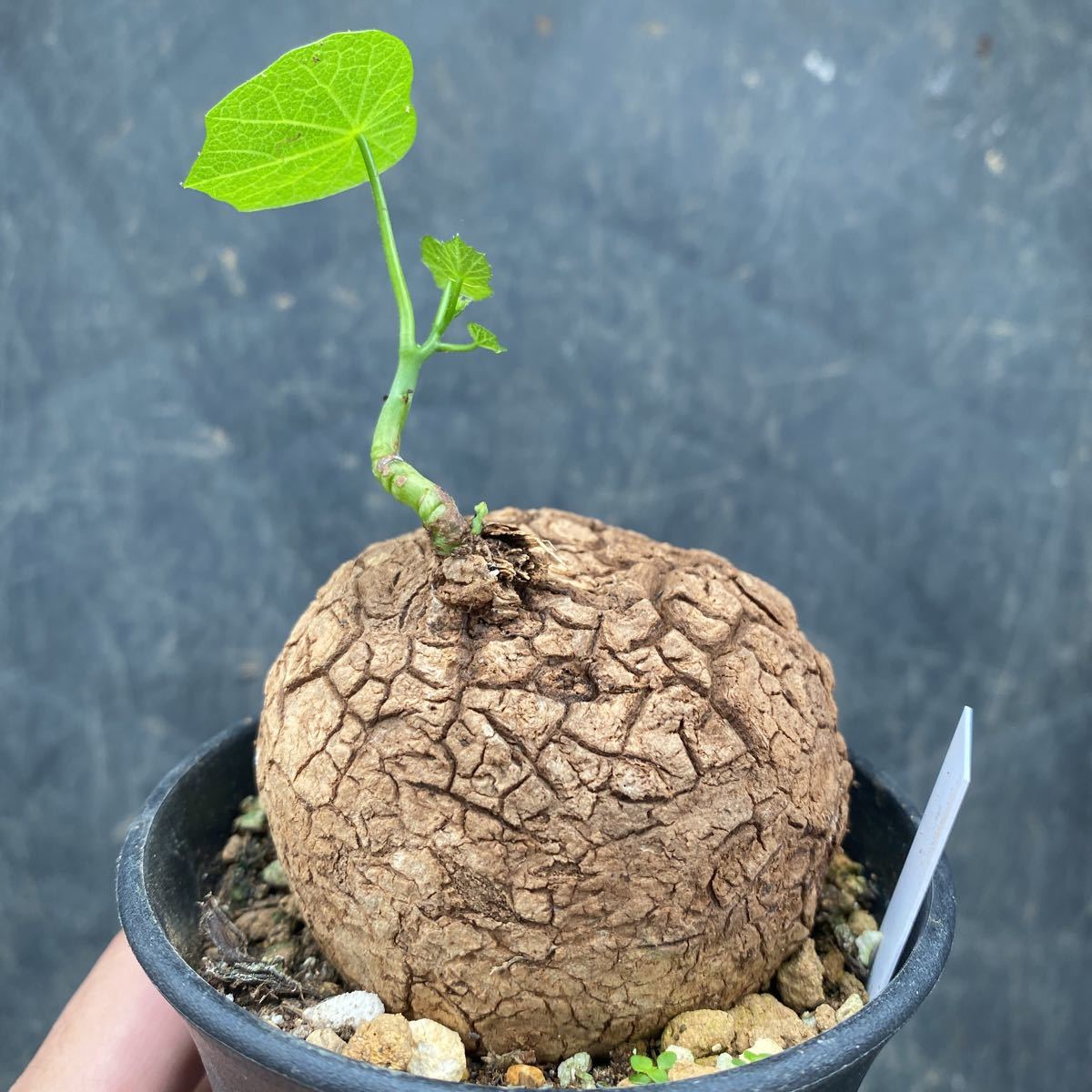 w1074516129.1