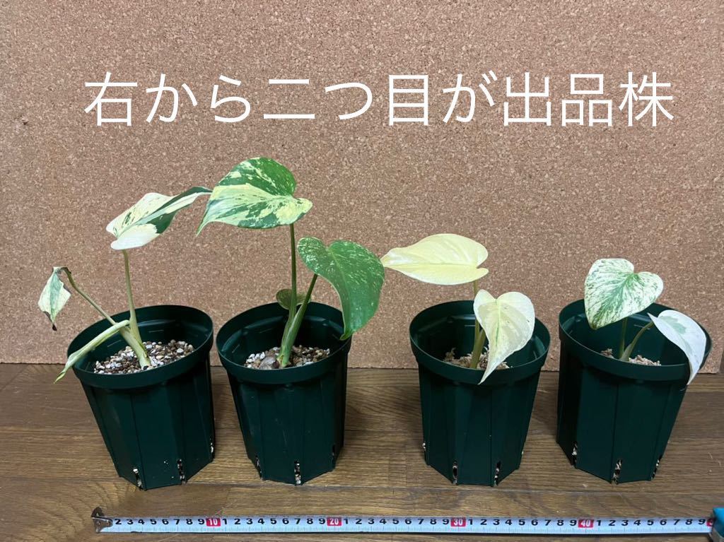  モンステラ デリシオサ ホワイトモンスター クリア Monstera deliciosa 'White Monster' 1(モンステラ)｜売買されたオークション情報、yahooの商品情報をアーカイブ公開 - オークファン モンステラ