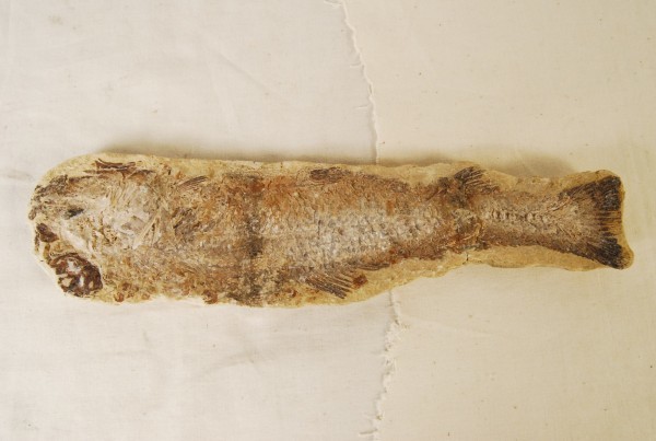 4億1000万年前の魚の化石から鱗や鱗配列の進化