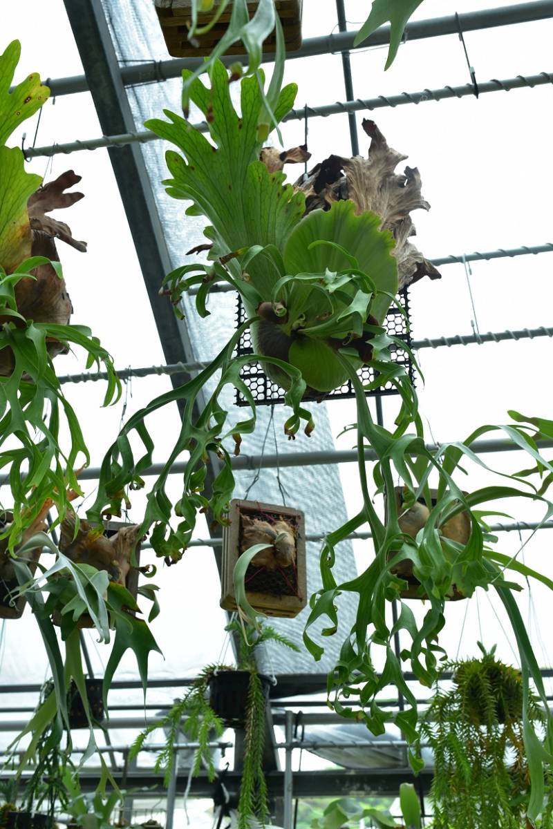 P.coronarium cv.white @bikamori.com コロナリウム ビカクシダ