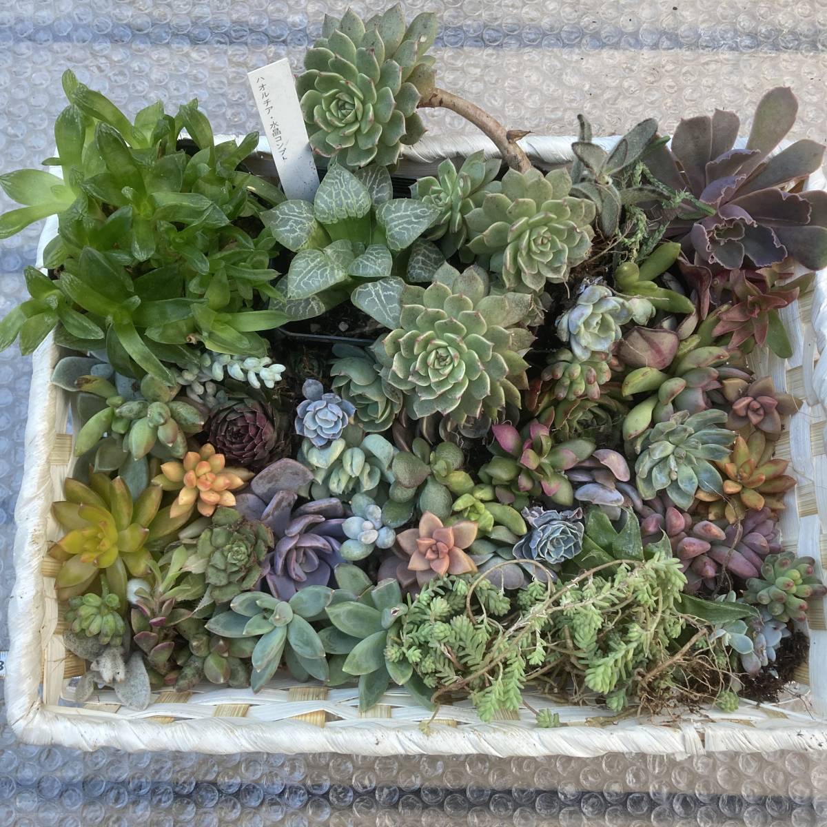 多肉植物 寄せ植え 竹の鉢で多肉植物を使ったお正月飾り♡2017年版 