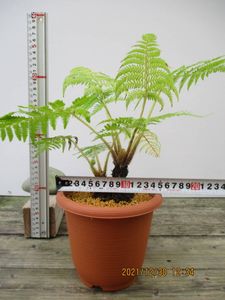 小型 シダ植物 茶色の鉢 No.11 小型 シダ植物 茶色の鉢 No.11 3.5号｜豊明卸問屋ドットコム