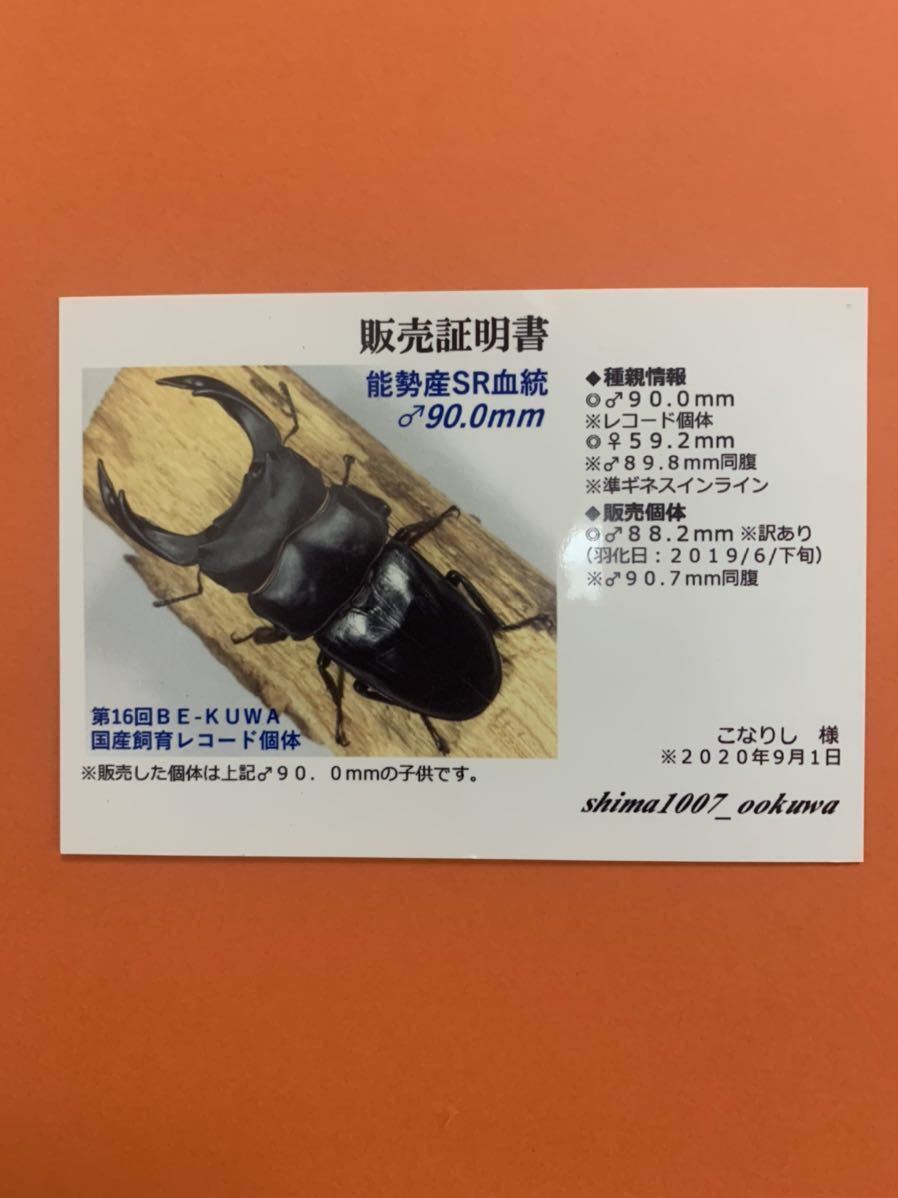 能勢SR血統】♂88.2ミリ（shima氏90.7ミリ同腹）×♀58.8ミリ 