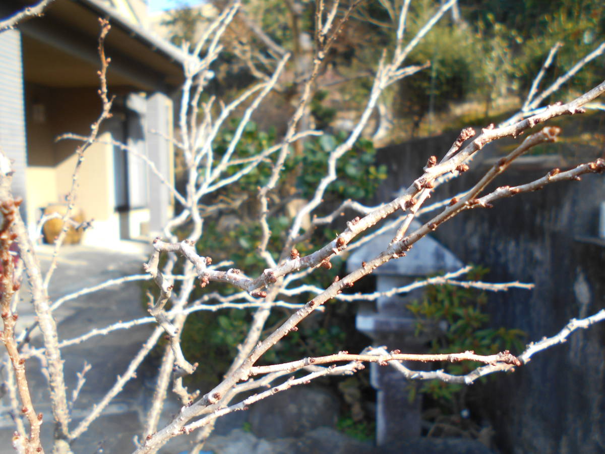 希少品種 ☆ 雲竜富士桜 湖上の舞 ☆ 高さ約1.4m 大株 希少種 ♪ 雲竜