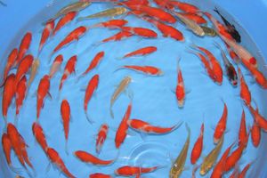 錦鯉 稚魚のヤフオク の相場 価格を見る ヤフオク の錦鯉 稚魚のオークション売買情報は15件が掲載されています