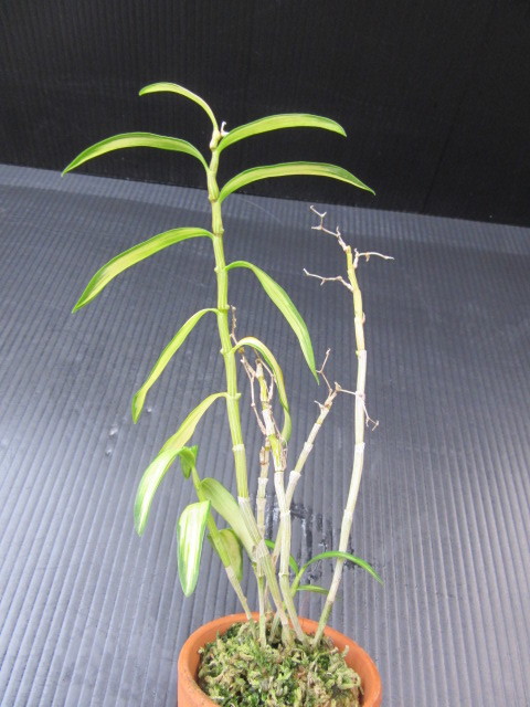 山野草 着生蘭 珍品 キバナノセッコク 斑入り 株物２ ラン 売買されたオークション情報 Yahooの商品情報をアーカイブ公開 オークファン Aucfan Com