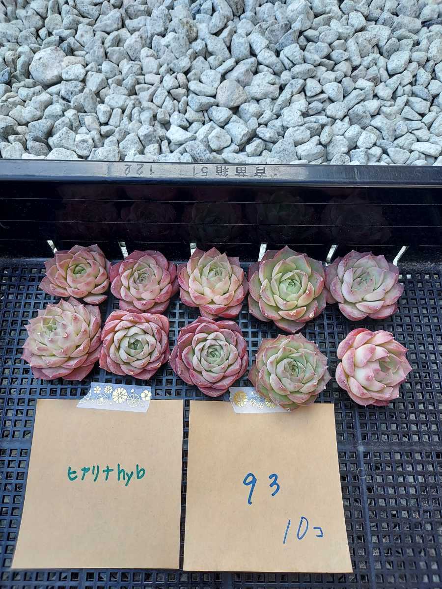 送料無料，定番 韓国多肉植物 韓国苗 エケベリア Echeveria 14-93 ヒアリナhyb 10個 岡山在庫 1/11岡山発送(サボテン)｜売買されたオークション情報、yahooの商品情報をアーカイブ公開 - オークファン サボテン