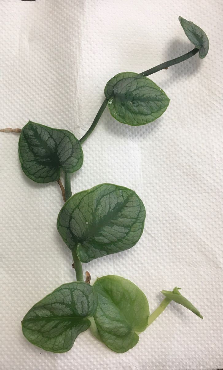 モンステラ ドゥビア モンステラ デュビア Monstera Dubia クライマー 南米植物 パルダリウム ビバリウム ヤドクガエル 熱帯植物 モンステラ 売買されたオークション情報 Yahooの商品情報をアーカイブ公開 オークファン Aucfan Com