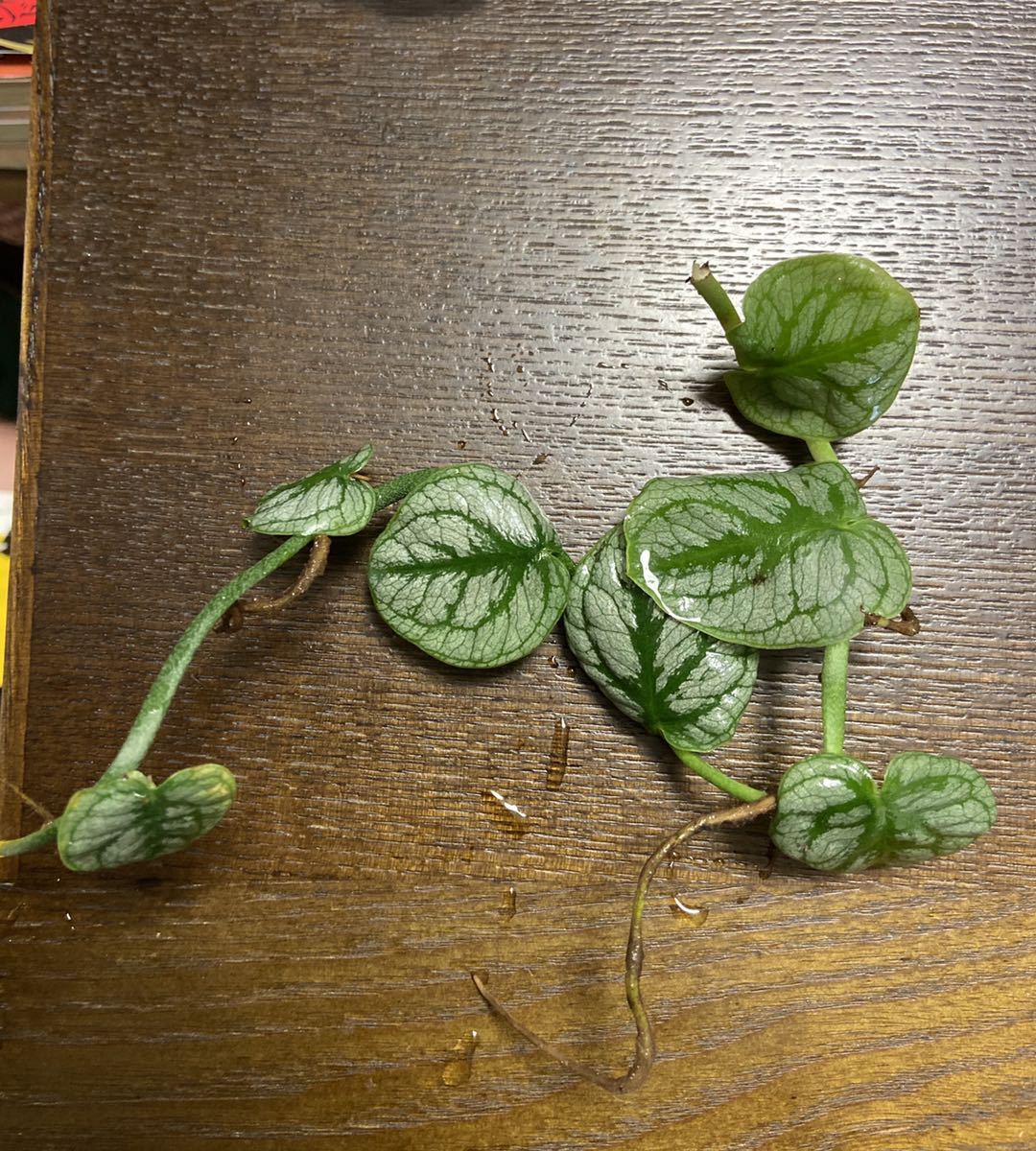 モンステラ ドゥビア モンステラ デュビア Monstera Dubia クライマー 南米植物 パルダリウム ビバリウム ヤドクガエル 熱帯植物 モンステラ 売買されたオークション情報 Yahooの商品情報をアーカイブ公開 オークファン Aucfan Com