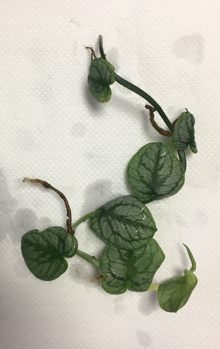 モンステラ ドゥビア モンステラ デュビア Monstera Dubia クライマー 南米植物 パルダリウム ビバリウム ヤドクガエル 熱帯植物 モンステラ 売買されたオークション情報 Yahooの商品情報をアーカイブ公開 オークファン Aucfan Com