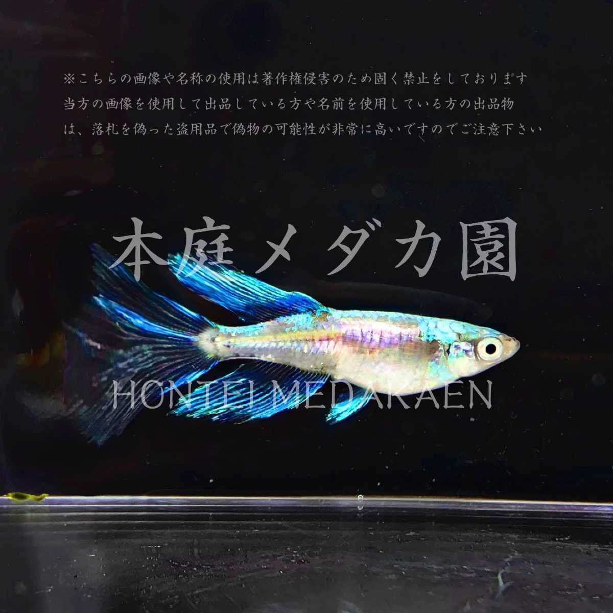 本庭メダカ園 星玲白楡 の卵10 A個 ブルー光ヒレ長メダカ極上親からの卵 青蝶ロングフィン マリアージュ モルフォ めだか 売買されたオークション情報 Yahooの商品情報をアーカイブ公開 オークファン Aucfan Com 本庭メダカ園 星玲白楡 の卵10 A個 ブルー光ヒレ長メダカ極上親からの卵 青蝶ロングフィン マリアージュ モルフォ めだか 売買されたオークション情報 Yahooの商品情報をアーカイブ公開 オークファン Aucfan Com