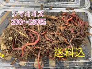 最新デザインの 北海道産 シマミミズ 1000匹 その他 Labelians Fr