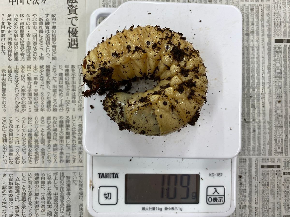 ヘラクレスオオカブト 幼虫 ペア オス109g メス もうすぐ蛹化 観察 外国産 売買されたオークション情報 Yahooの商品情報をアーカイブ公開 オークファン Aucfan Com
