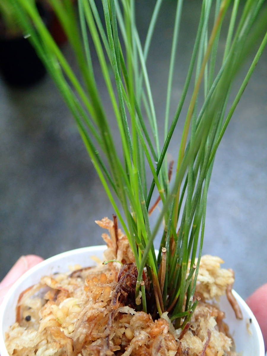 Snowdrop Farm 細い葉の着生ラン 小型着生ラン シダ 山草 観葉植物 野生ランなど その他 売買されたオークション情報 Yahooの商品情報をアーカイブ公開 オークファン Aucfan Com