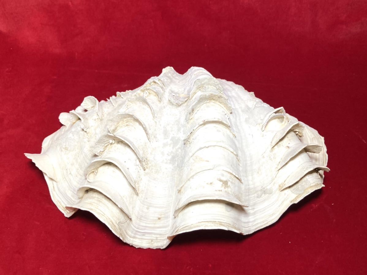 特大 30㎝ シャコ貝 シャコガイ 貝殻 標本 片面 現状品 ヒレジャコ