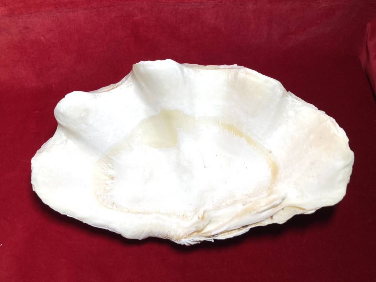 特大 30㎝ シャコ貝 シャコガイ 貝殻 標本 片面 現状品 ヒレジャコ