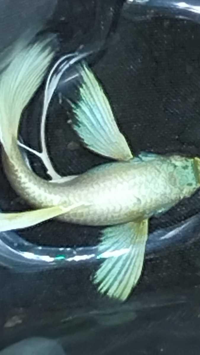 最大79 Offクーポン グッピー ペア 10ペア 匹 グッピー系 Shipsctc Org