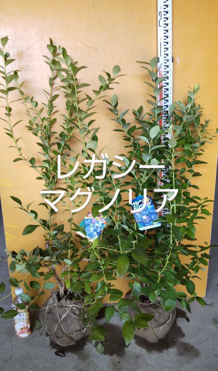 ブルーベリー苗 レガシー&マグノリア２本セット
