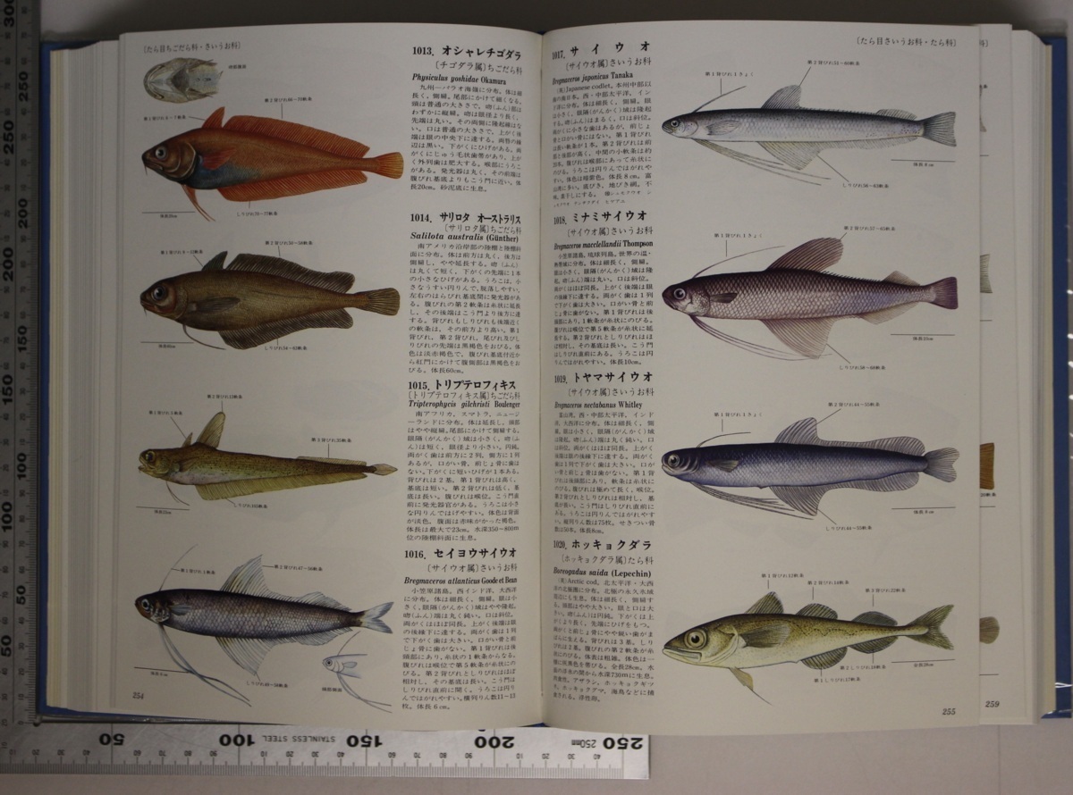 本 【冬セール】原色魚類大圖鑑