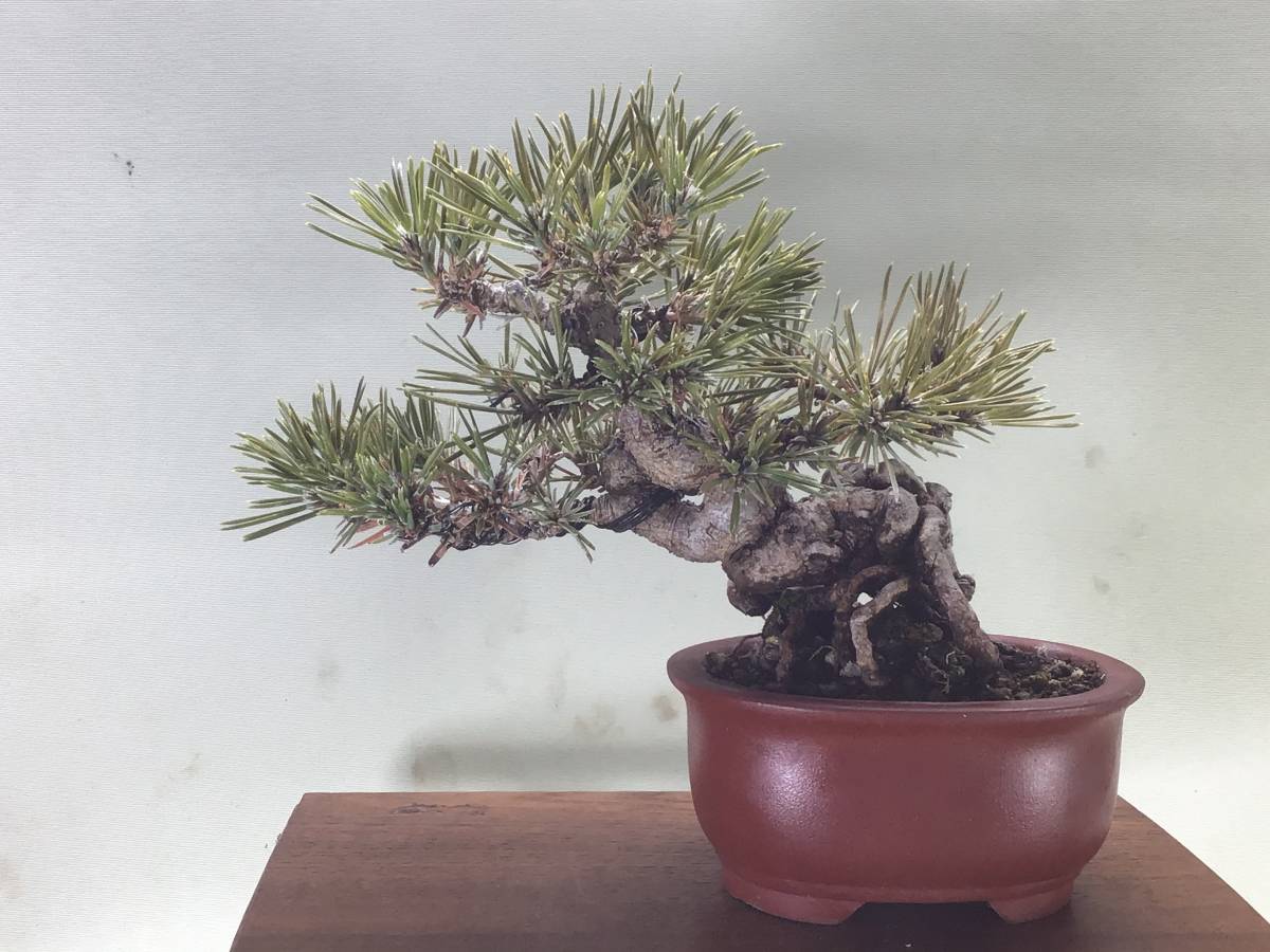 小樹園 黒松 小品 樹高13.5cm 【公式通販】