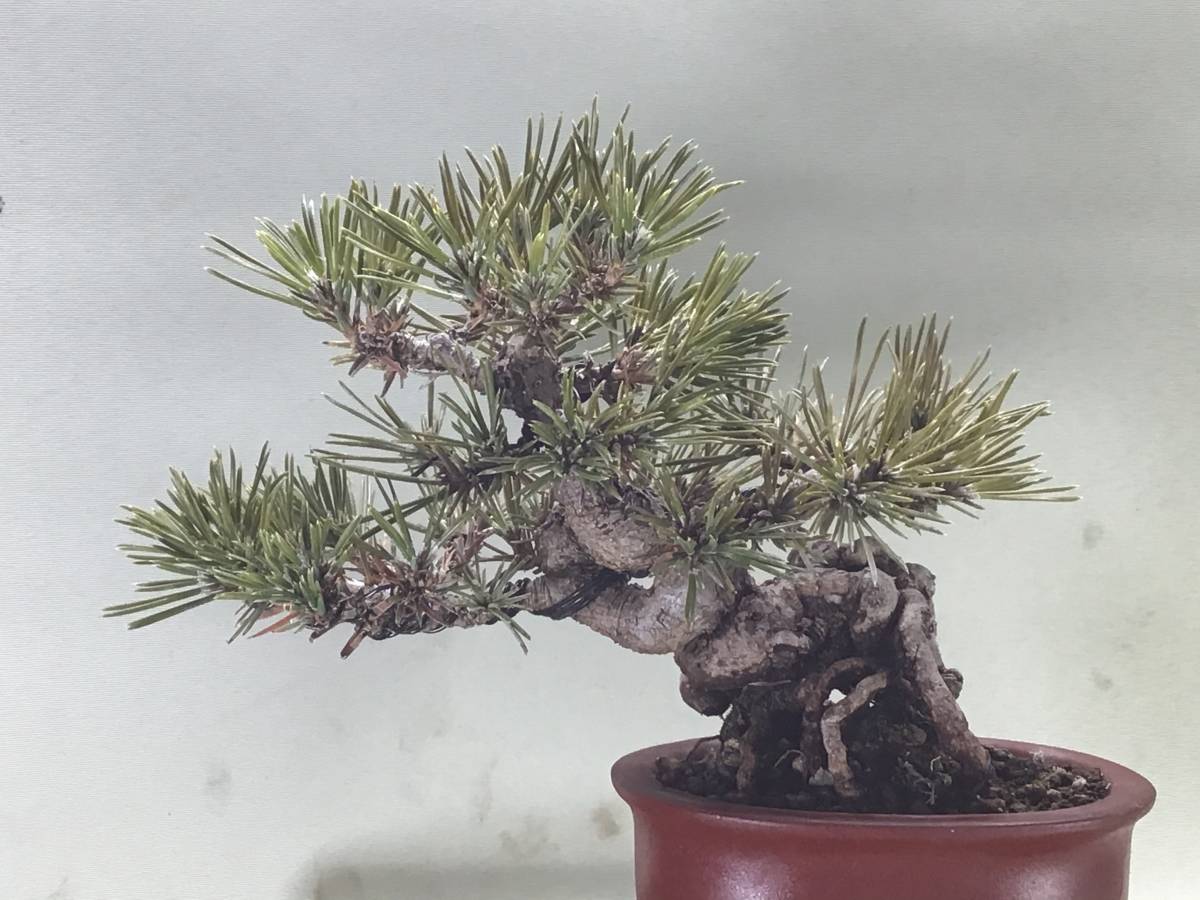 【松・黒松】小品盆栽樹高約33cm幅約35cm奥行約30cm幹周約13.5cm 小樹園 黒松 小品 樹高13.5cm 【公式通販】