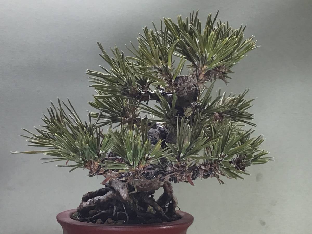 小樹園 黒松 小品 樹高13.5cm 【公式通販】