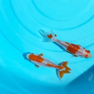 金魚 生体のヤフオク の相場 価格を見る ヤフオク の金魚 生体のオークション売買情報は25件が掲載されています