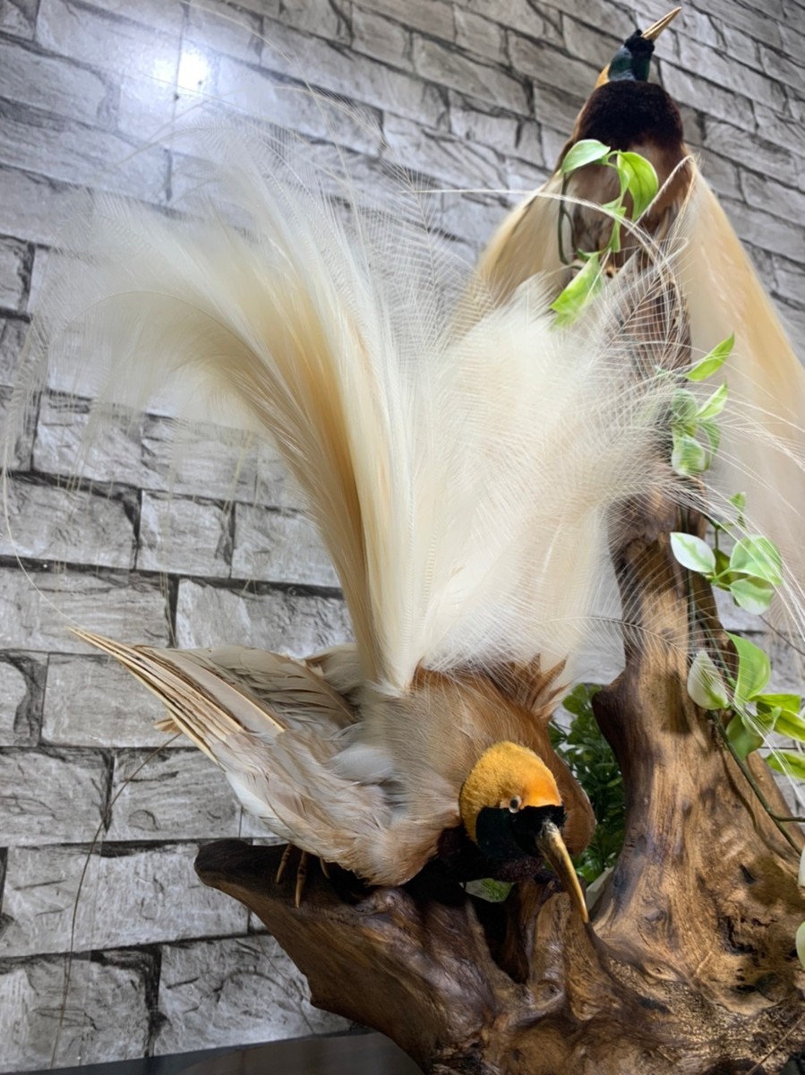 極品 極楽鳥 フウチョウ 剥製 置物 特大86×59×50 引き取り歓迎 E5042の 