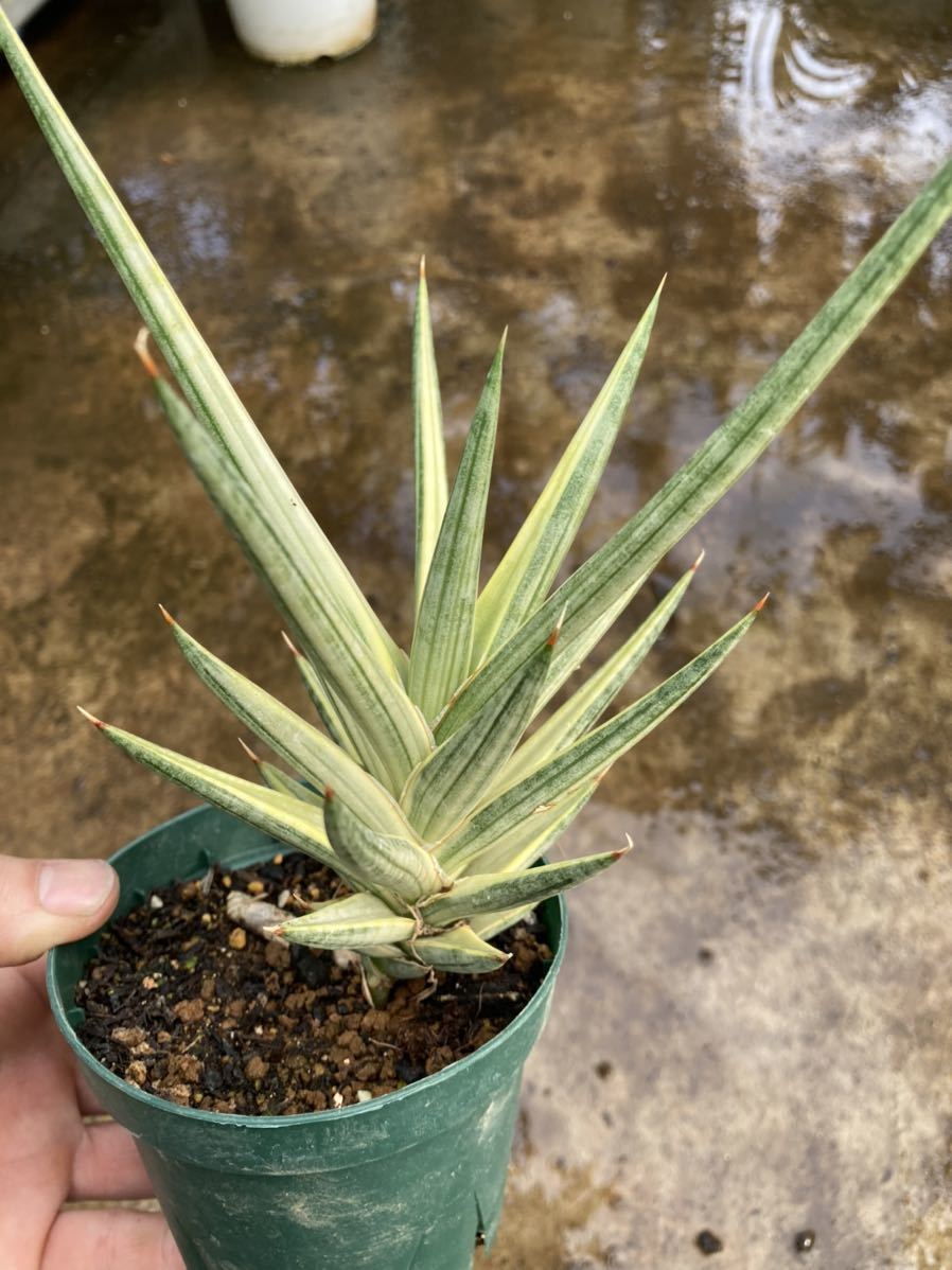 斑入り サンスベリア フランシシー Sansevieria Francisii Variegated その他 売買されたオークション情報 Yahooの商品情報をアーカイブ公開 オークファン Aucfan Com