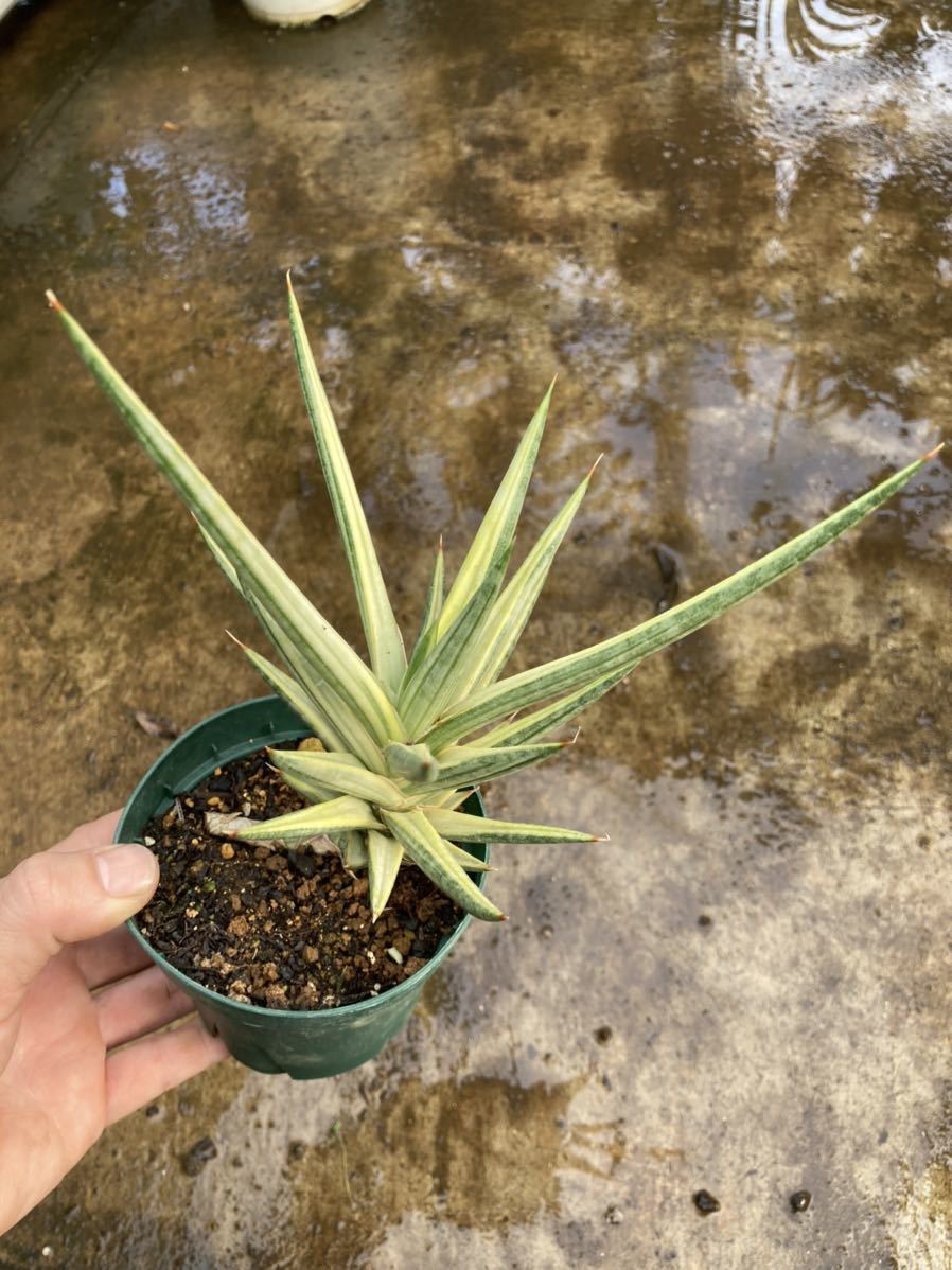 斑入り サンスベリア フランシシー Sansevieria Francisii Variegated その他 売買されたオークション情報 Yahooの商品情報をアーカイブ公開 オークファン Aucfan Com