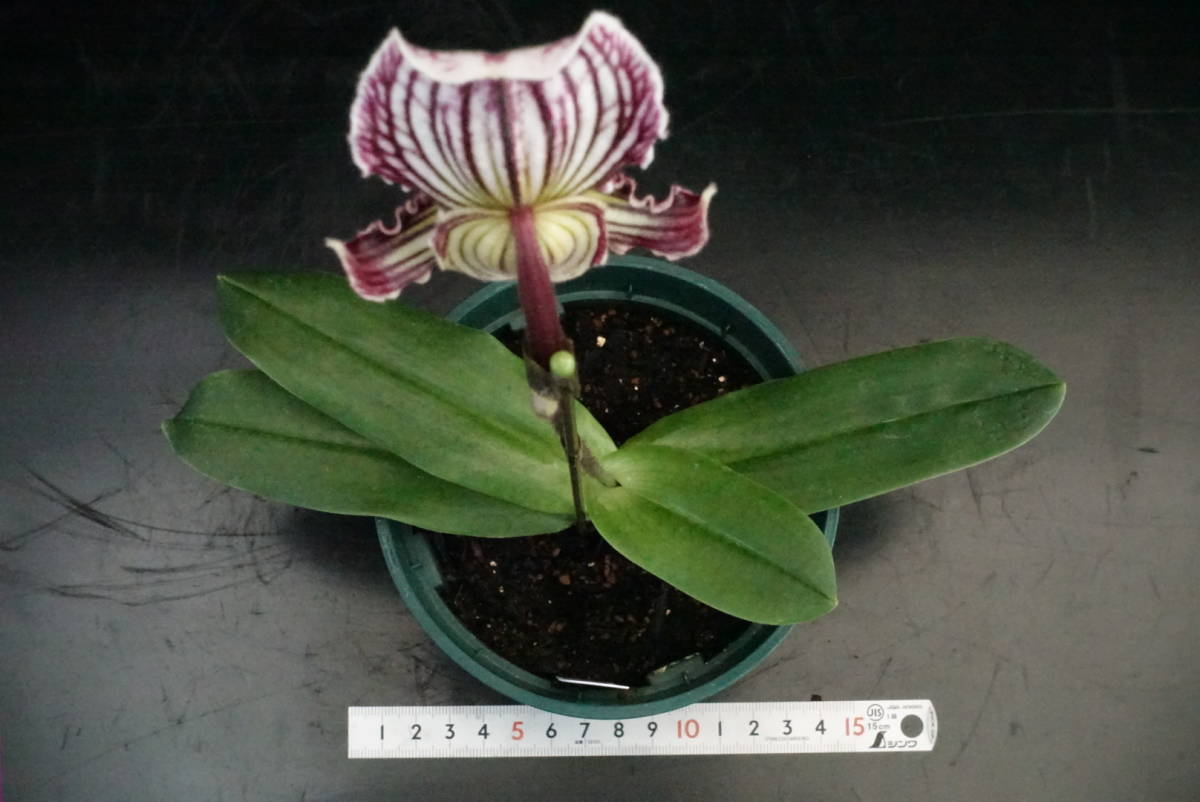 初花一点物 Paph fairrieanum 開花中 原種 洋蘭 パフィオ 鉢植え ラン