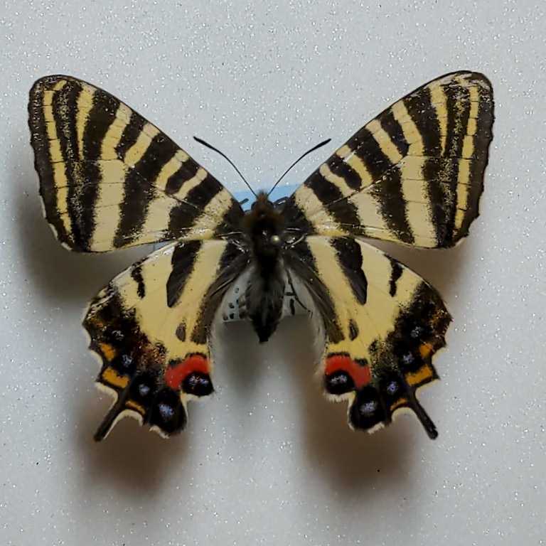ギフチョウ 国産蝶標本 クモマツマキチョウ - ふじのくに 日本産蝶類
