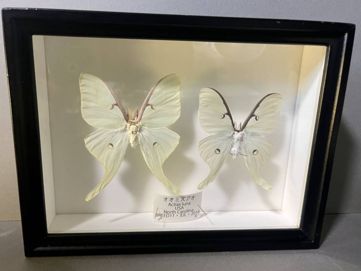 昆虫標本 オオミズアオ 学名： Actias luna 蝶 蛾 大水青 展翅標本