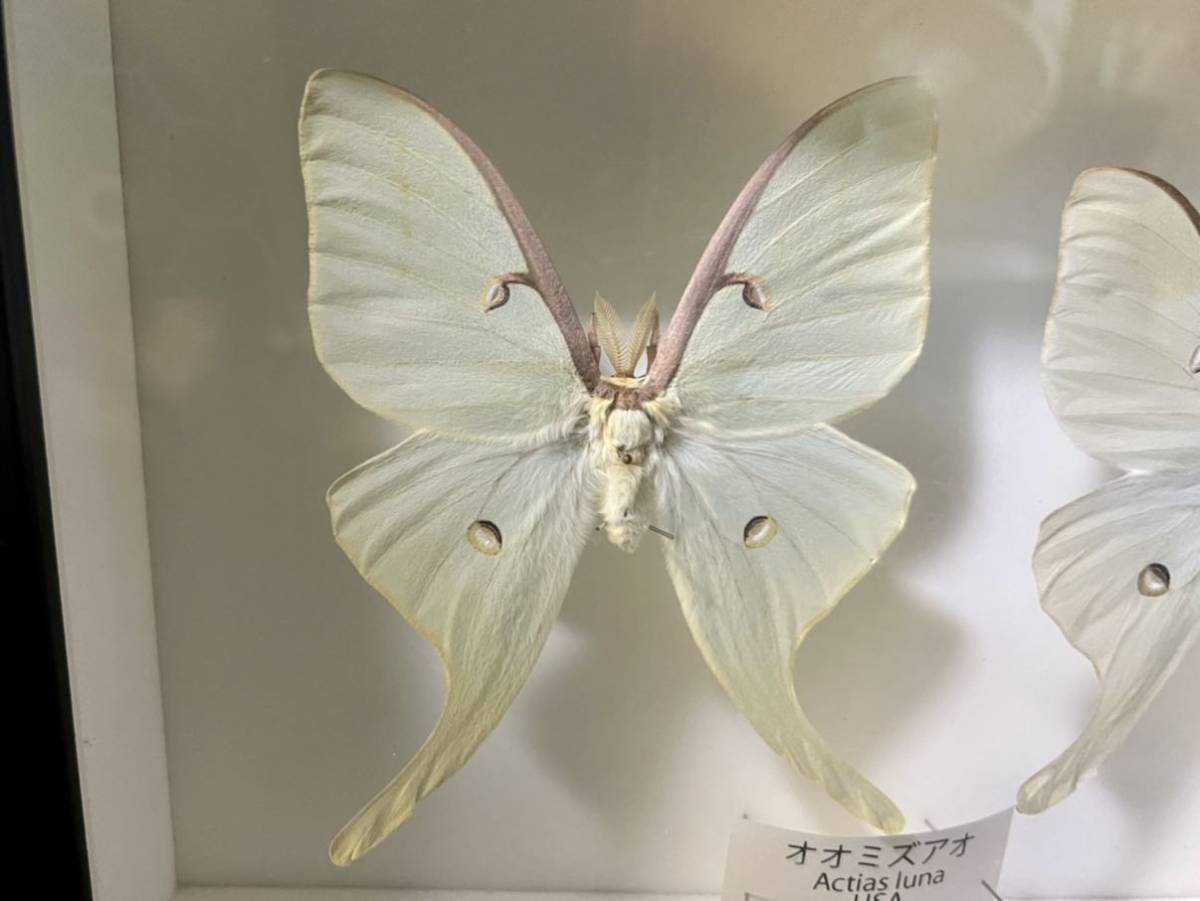 昆虫標本 オオミズアオ 学名： Actias luna 蝶 蛾 大水青 展翅標本