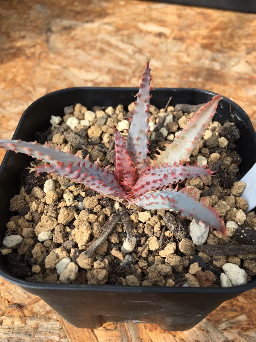アロエ・ワイリー コヨーテ】aloe wily coyote coyotee（管理160129