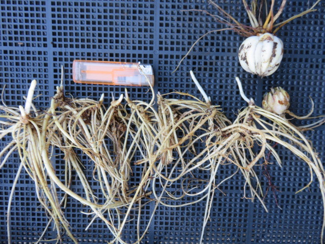 山野草　山竜胆　リンドウ　と　ヤマユリ　２球　　画像の植物全部の出品　第四種３４２円発送_1